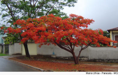 Saiba mais sobre o Flamboyant.