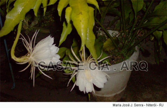 Epiphyllum - cactos orquidea - flor de outubro - dama da noite