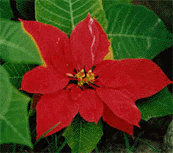 Saiba mais sobre a Euphorbia pulcherrima.